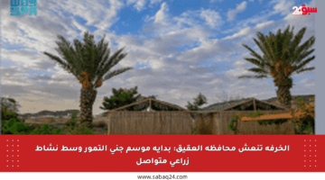 الخرفة تنعش محافظة العقيق: بداية موسم جني التمور وسط نشاط زراعي متواصل